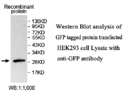 Anti-GFP