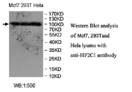 Anti-EIF2C1