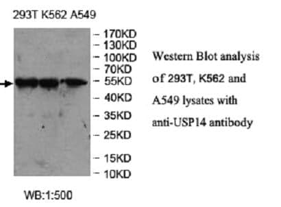 Anti-USP14