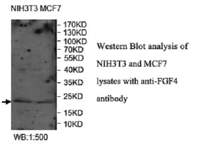 Anti-FGF4