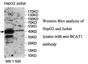 Anti-BCAT1
