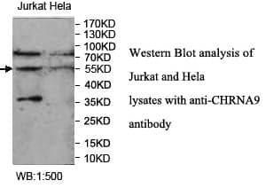 Anti-CHRNA9