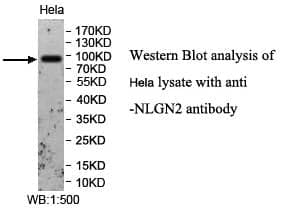 Anti-NLGN2