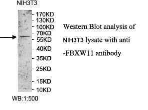 Anti-FBXW11