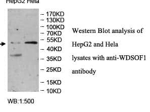 Anti-WDSOF1