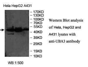 Anti-UBA3
