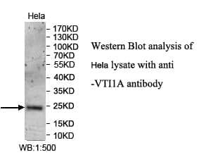 Anti-VTI1A