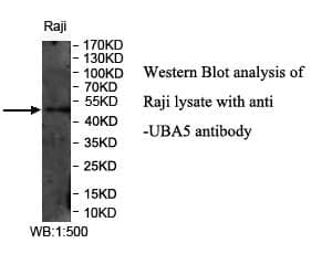 Anti-UBA5