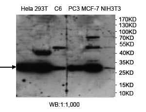 Anti-PHB2