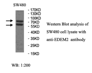 Anti-EDEM2