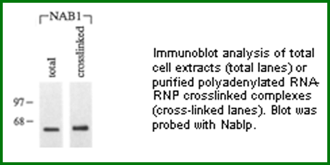 Anti-Nab1p-methylated (Mouse Monoclonal)