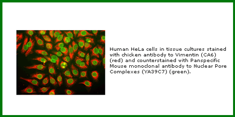 Anti-Yeast Nuclear Pore Complex (Mouse Monoclonal)