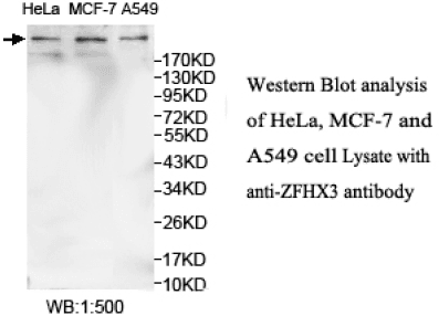 Anti-ZFHX3