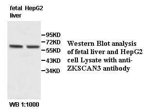 Anti-ZKSCAN3