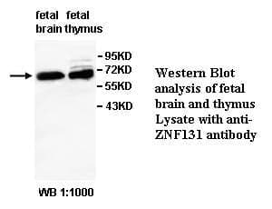 Anti-ZNF131