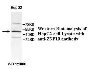Anti-ZNF19