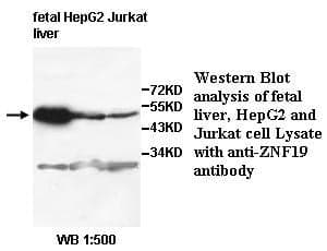 Anti-ZNF19