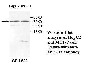 Anti-ZNF202