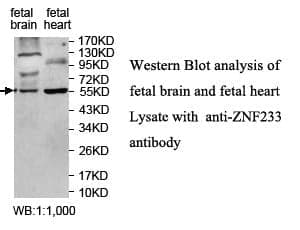 Anti-ZNF223