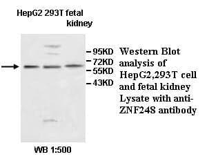 Anti-ZNF248