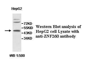 Anti-ZNF260