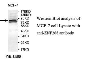 Anti-ZNF268
