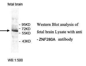 Anti-ZNF280A