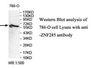 Anti-ZNF285