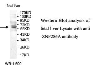 Anti-ZNF286A