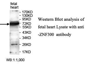 Anti-ZNF300