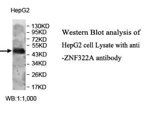 Anti-ZNF322A