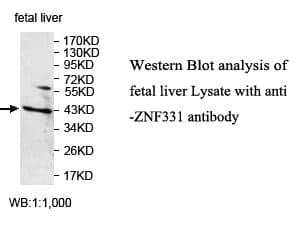 Anti-ZNF331
