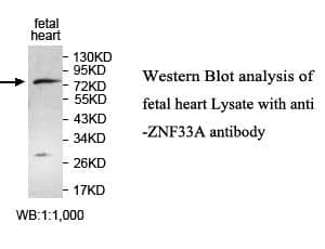 Anti-ZNF33A