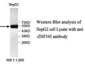 Anti-ZNF345