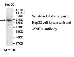 Anti-ZNF34