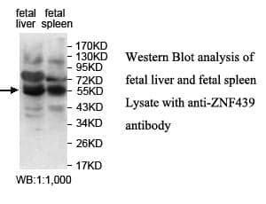 Anti-ZNF439