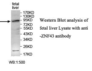 Anti-ZNF43