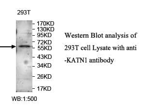 Anti-ZNF449