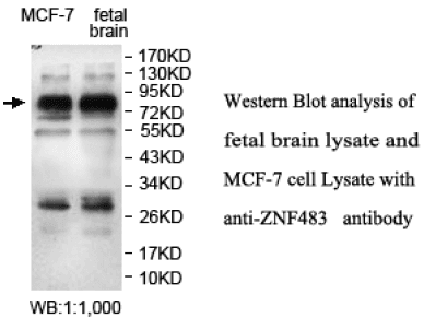 Anti-ZNF483