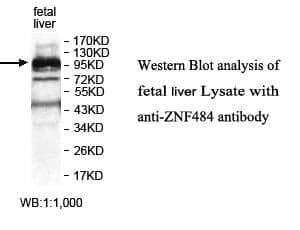 Anti-ZNF484