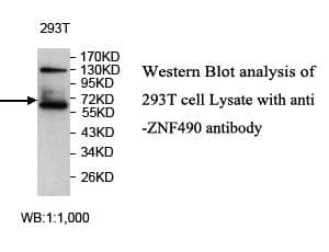 Anti-ZNF490