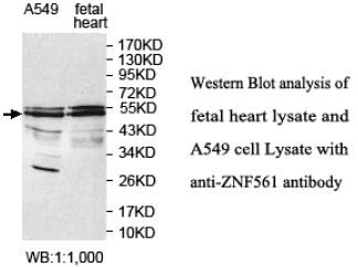 Anti-ZNF561