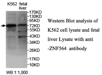 Anti-ZNF564